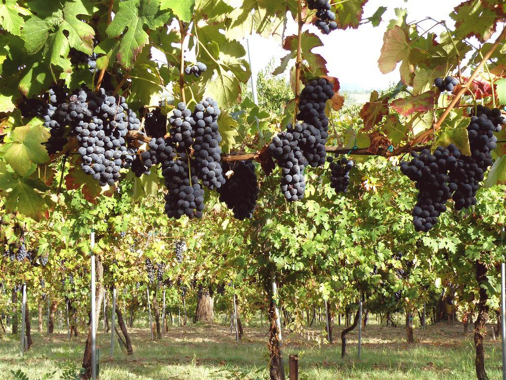 Agriturismo Ca' Isotta Castello di Serravalle Εξωτερικό φωτογραφία